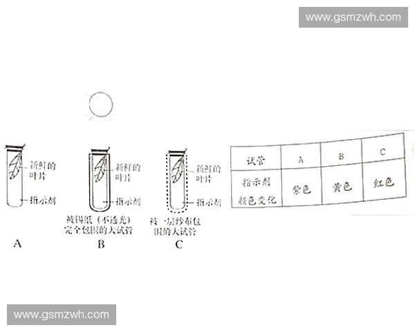 圍繞柔韌測試桿功能原理與應用表現的綜合探索性技術分析研究